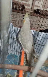 عروس هلندی