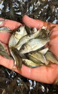 کپور گوشت قرمزی