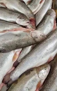 ماهی قزل آلا تازه