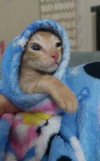 واگذاری بچه گربه ۳ماهه DSH