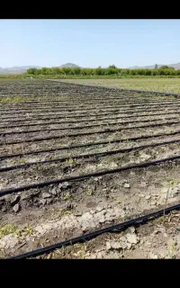 اکیپ۱۵نفره برای سیر دراوردن