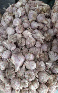 فروش سیر محلی