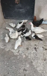 ۱۷ اردک شوروی بی صدا ویک مرغ فره