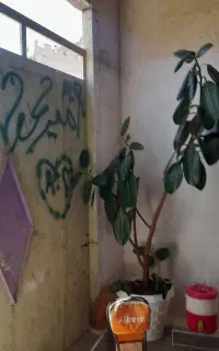 دوعدد گل