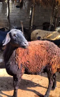 گوسفند هترو داشتی