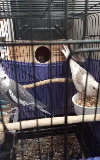 وایت فیس و البینو پروانه ایی