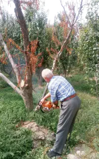 خرید درخت‌های اضافی باغ و فضای سبز