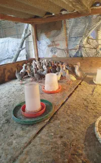 جوجه مرغ شاخدار