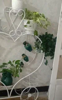 استند گل سالم و بی ایراد