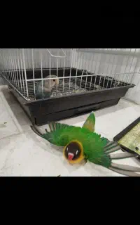 طوطی برزیلی خوشکل