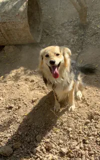 سگ اشپتیز