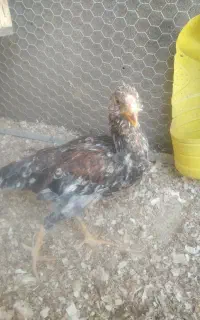 جوجه گلین