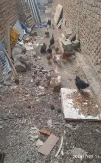 جوجه های ۳ماهه و ۵عدداردک