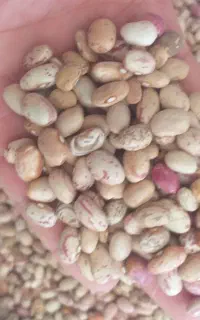 لوبیا چیتی
