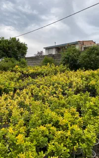 شمشاد طلایی و‌سبز