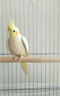 عروس گمشده