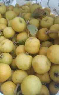 کیالک عمده