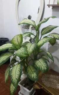 گل دیفن باخیا