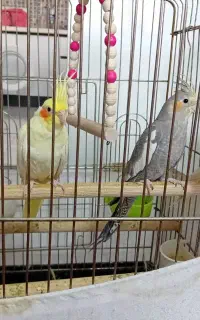 عروس هلندی یدونه نر سرحال و دوتاجوجه لوتینو