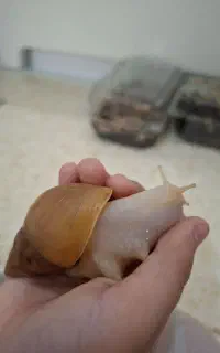 حلزون آچاتینا