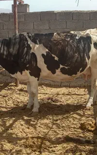 گاو