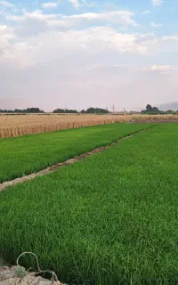 بذر چلتوک