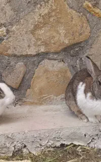 خرگوش