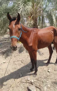 فروش دو راس اسب