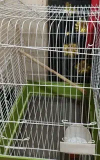 قفس پرنده