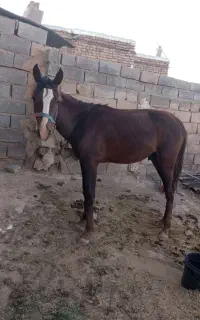 اسب کره یک سال یورقه