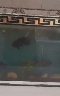 ده ماهی اسکار سایز بزرگ