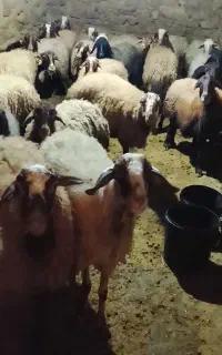 ۱۶ عدد میش و بره،،  هشت دندان و جوان قاطی