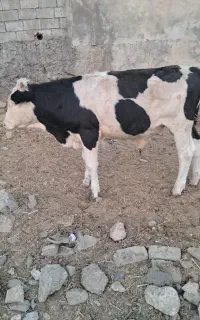 دو راس گوساله نرسیمیتال