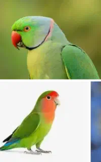 یک عروس هلندی پیدا شده