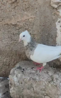 طوقی ماده