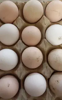 تخم مرغ لاری نطفه دار افغان