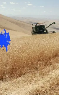 اجاره زمین زراعی بصورت تمام رهنی