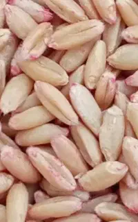 گندم بذر
