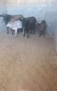 2راس گاو و گوساله نر