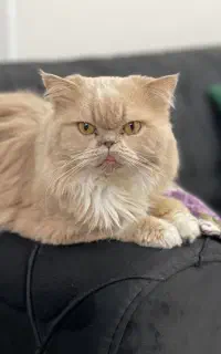 گربه نر ۲ ساله