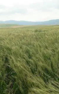 کود ویژه افزایش تناژ گندم /فروش فوری