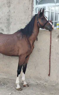 اسب عرب