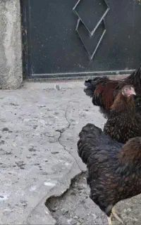 فروش ۵عدد مرغ و خروس ویاندوت جی اس جی