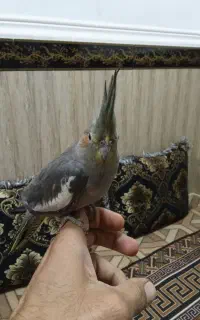 عروس هلندی