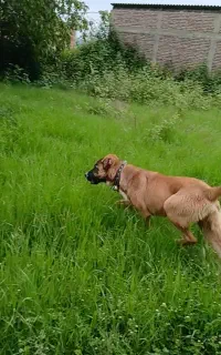 توله سگ نر معاوضه