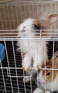 خرگوش لوپ خانگی و اهلی