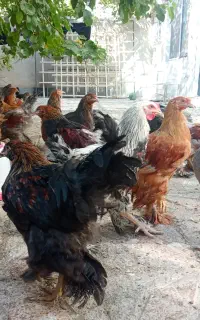 مرغ خروس برهما