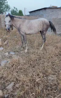 مادیون .اسب