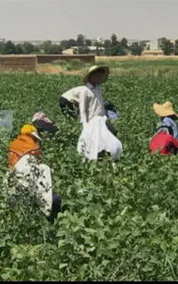 کارگر زرنگ دارم برا لوبیاو سیب چغندر هویج و..