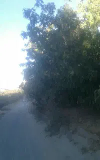 گردوتکان خریدوفروش عمد